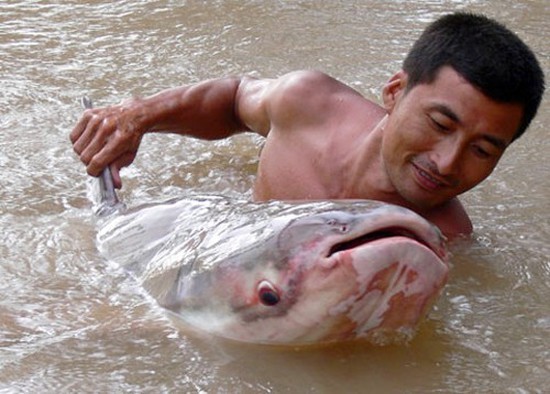 Soi loạt "quái ngư" khủng từng bị tóm gọn ở miền Tây - Hình 6 Soi loat