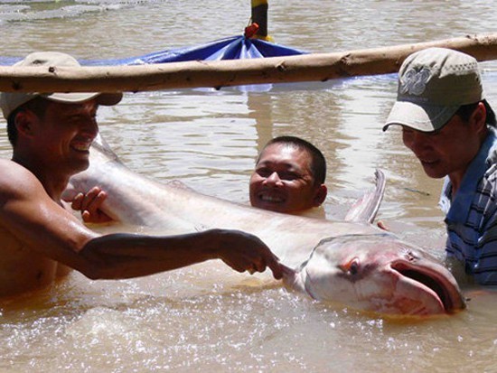 Soi loạt "quái ngư" khủng từng bị tóm gọn ở miền Tây - Hình 7 Soi loat