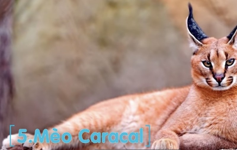 10 giống mèo độc - dị - lạ nhất hành tinh: Giật mình số 1! - Hình 11 10 giong meo doc - di - la nhat hanh tinh: Giat minh so 1!-Hinh-11
