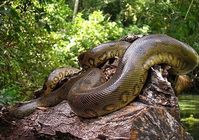 View - 	Kinh hãi loài rắn khổng lồ từng tung hoành trên Trái đất