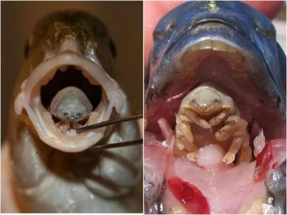 View - 	Sinh vật đáng sợ chui vào miệng ăn lưỡi vật chủ và thay thế