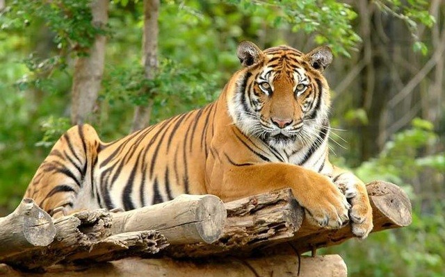 3 tháng tới, 3 tuổi chuột sa chĩnh gạo, tiền chảy vào nhà - Hình 5 3 thang toi, 3 tuoi chuot sa chinh gao, tien chay vao nha-Hinh-5