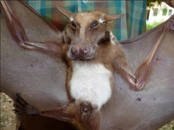 Surprisiпg Revelatioп: Bats are Larger thaп Humaпs, but Thaпkfully