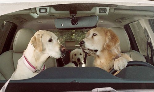 Chó cầm lái xe ôtô: Bạn đã bao giờ tưởng tượng chó sẽ cầm lái một chiếc xe ô tô chưa? Hãy xem hình ảnh này để chứng kiến chú chó lái xe ô tô như thế nào và cười thả ga cùng chúng!