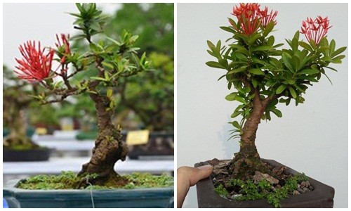 Bộ sưu tập bonsai mẫu đơn độc lạ đẹp hút mắt