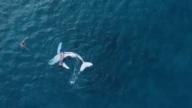 Video: Cá voi con trốn mẹ, ngửa bụng trêu đùa nữ thợ lặn