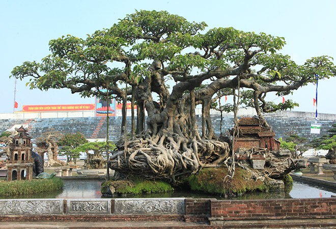 Ngam sanh co thu 10 cay vang cua dai gia Ha Noi-Hinh-9