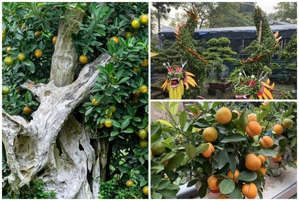 3 loai quat bonsai doc la hut khach choi Tet Giap Thin 2024