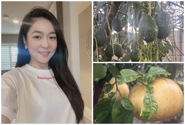 View - 	Khu vườn ngập hoa trái “ăn không hết” của Hà Thanh Xuân tại Mỹ