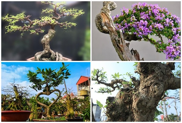 View - 	Top 10 bonsai dáng quái có 1-0-2 khiến đại gia mê mẩn 