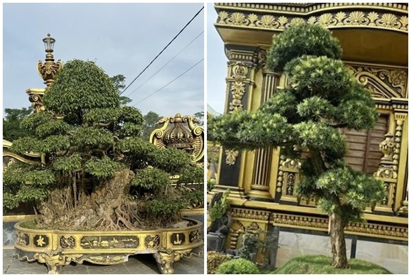 Vuon bonsai “khung” trong lau dai 100 ty cua dai gia xu Nghe-Hinh-8