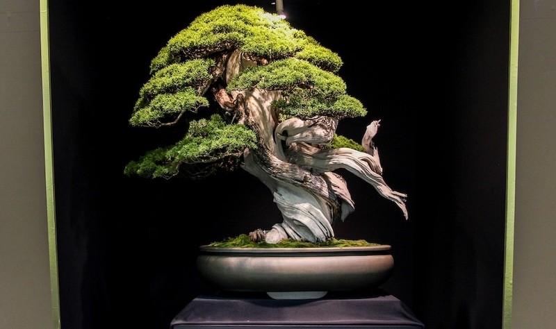 View - 	10 tác phẩm bonsai đắt nhất thế giới, có cây giá ngang biệt thự 