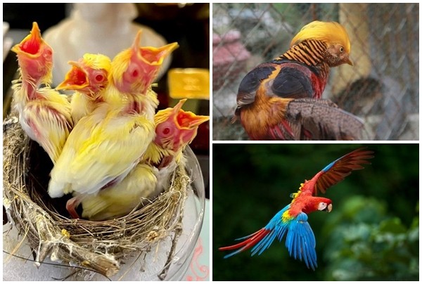 View - 	Những loại chim quý khiến đại gia Việt bạo tay vung tiền sở hữu