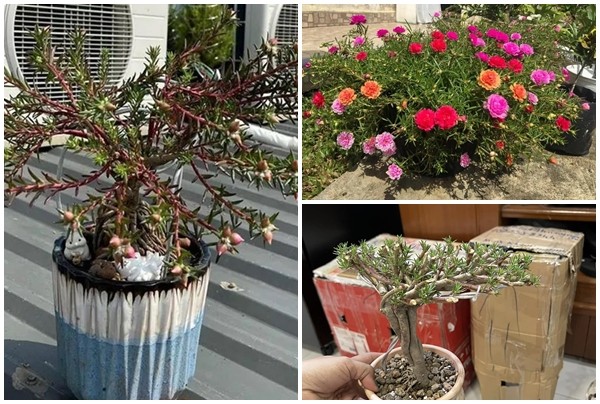 View - 	Sự thật về hoa mười giờ bonsai giá lên tới cả triệu đồng