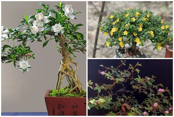 View - 	Cây dại bờ suối lên đời thành bonsai giúp người dân hốt bạc