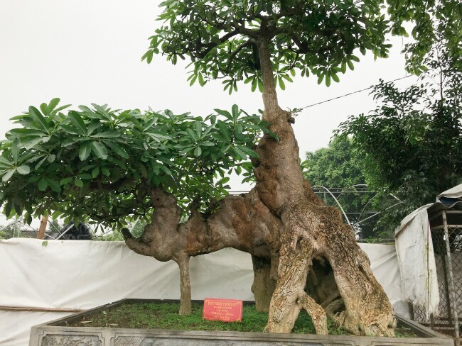 Cay hoa sua ky quai dai gia “moc vi” 6 ty khong mua noi-Hinh-10