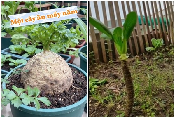 Ngo ngang cay rau “co thu” duoc dan choi bonsai “nga gia” tien ty-Hinh-10