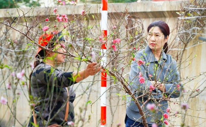 View - 	Đào quất xuống phố “ngóng” khách chi tiền mua chơi Tết 