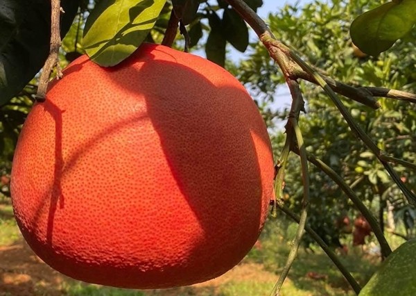 View - 	Bưởi đỏ tiến vua nửa triệu đồng/cặp “cháy hàng” dịp Tết 2025