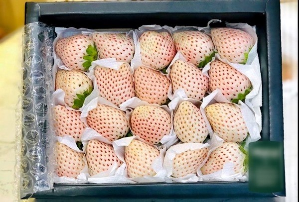 View - 	Sự thật đằng sau dâu tây Bạch Tuyết “giá bèo” bán đầy chợ mạng 