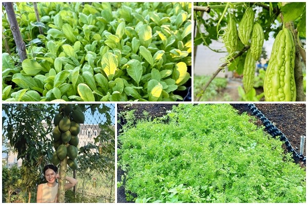 View - 	Mê mẩn vườn rau “ai ngang qua cũng thích” của Đoàn Di Băng