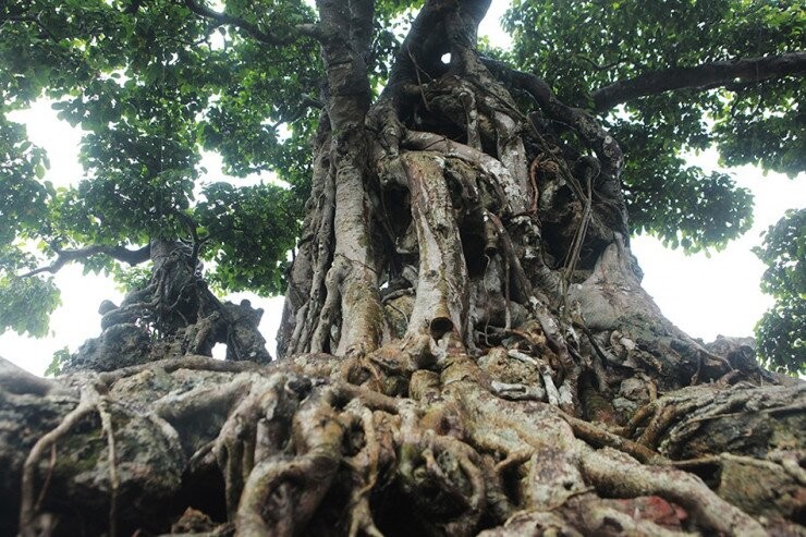 View - 	“Sững sờ” sanh cổ bằng 2 biệt thự của đại gia Hà Nội 