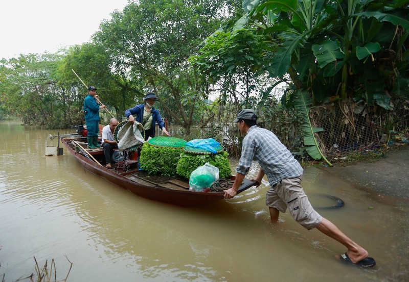 View - 	Mưa ngập người dân bãi giữa sông Hồng phải đi lại bằng thuyền