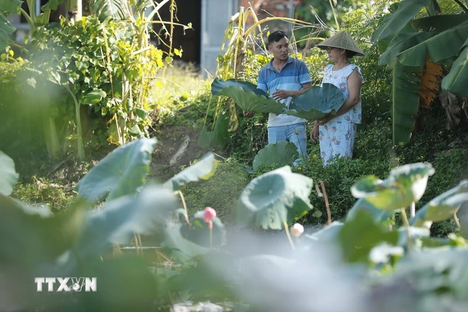 View - 	Nón lá sen  sản phẩm độc đáo xứ Huế