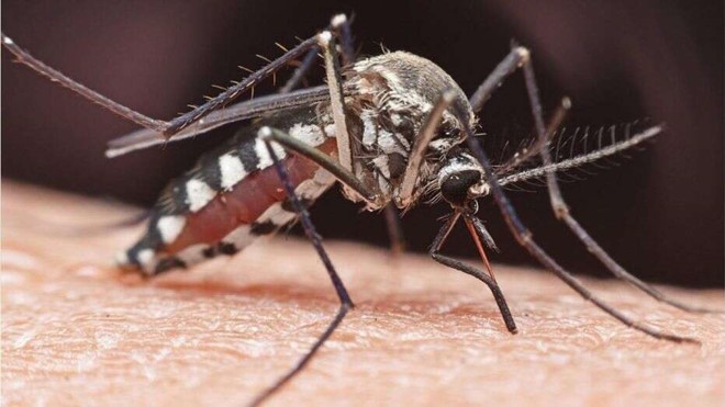 Diệt muỗi bằng biến đổi gen, "tá hỏa" muỗi... quá khôn