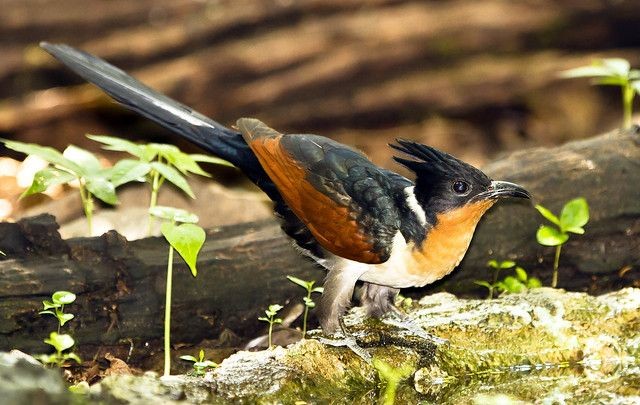 View - 	Loài chim kỳ lạ ở Việt Nam nghe tên là thấy khát nước