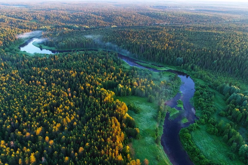 Дождь в тайге картинки