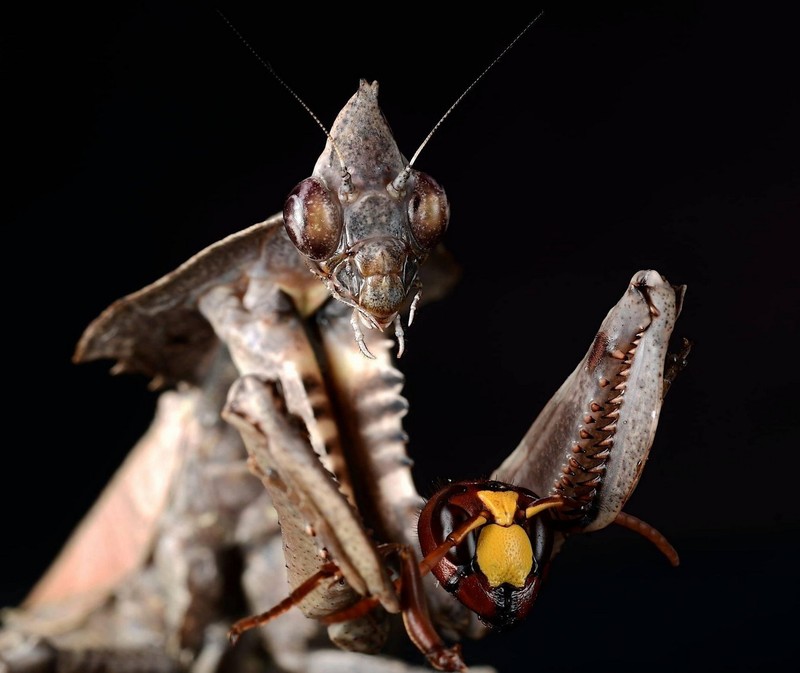 View - 	Loài bọ ngựa như đến từ phim khoa học viễn tưởng của Việt Nam