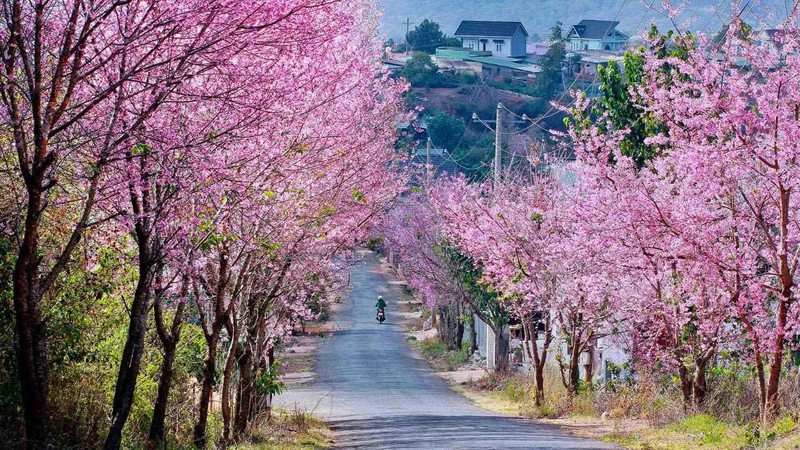 Day la 5 diem ngam mai anh dao dep nhat o Da Lat