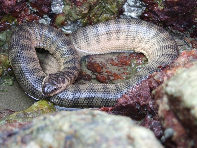 View - 	Điểm danh những loài rắn biển có nọc độc cực mạnh ở Việt Nam