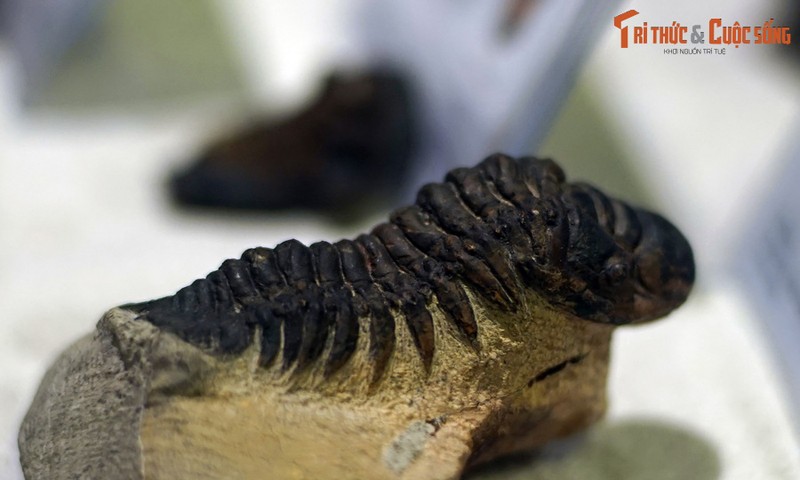 View - 	Ngắm bộ sưu tập hóa thạch bọ ba thùy cực quý ở Hà Nội