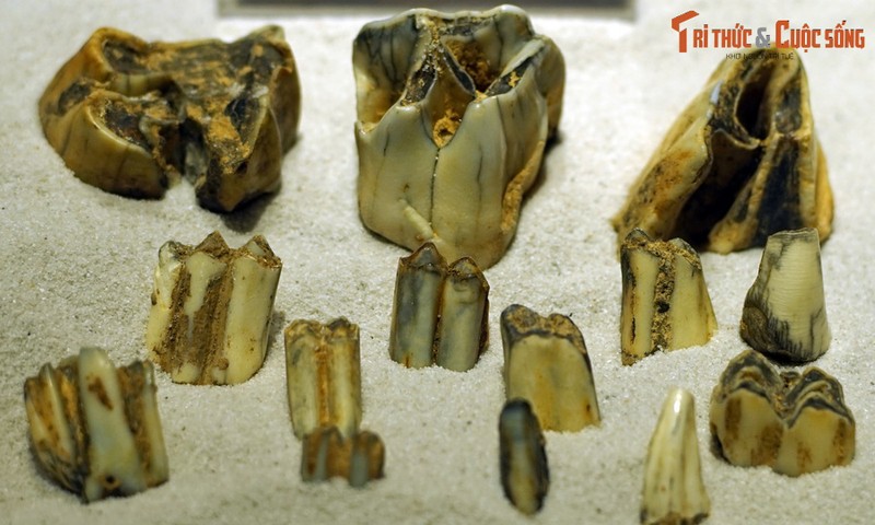 View - 	Hóa thạch quý hơn vàng của các loài thú cổ sống ở Việt Nam