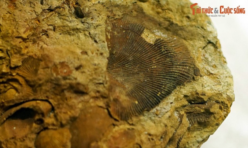 View - 	Phát lộ hóa thạch động vật 400 triệu tuổi ở vùng núi phía Bắc