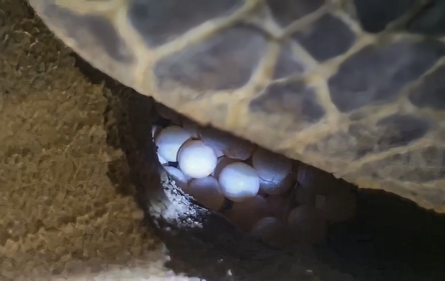 View - 	Liên tục rùa biển khủng lên bãi biển Quy Nhơn đẻ trứng