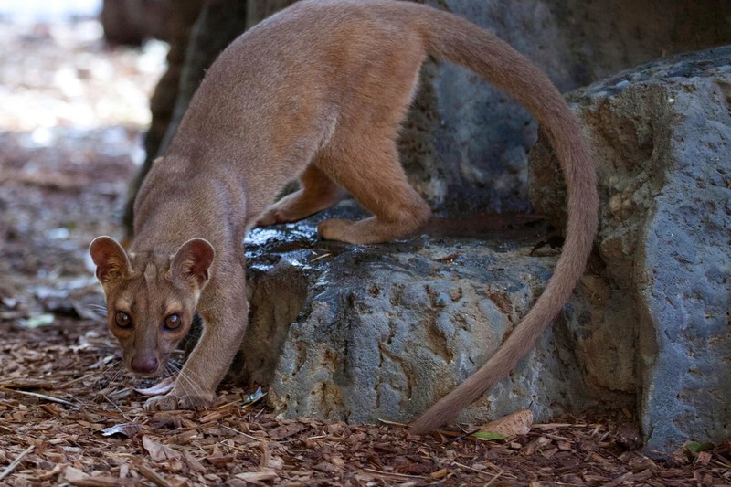 View - 	Top 10 loài thú ăn thịt kỳ lạ chỉ có ở đảo Madagascar