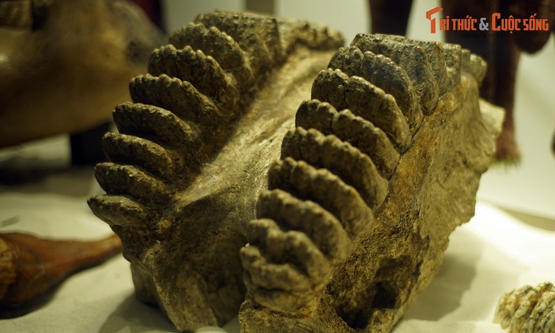 View - 	Soi loạt hóa thạch voi tiền sử cực quý, có mẫu của Việt Nam