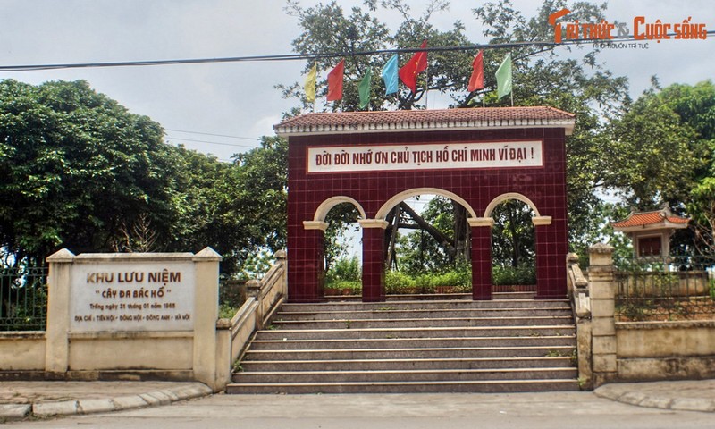 View - 	Chuyện về cây đa Bác Hồ trồng ở Đông Hội Đông Anh năm 1965