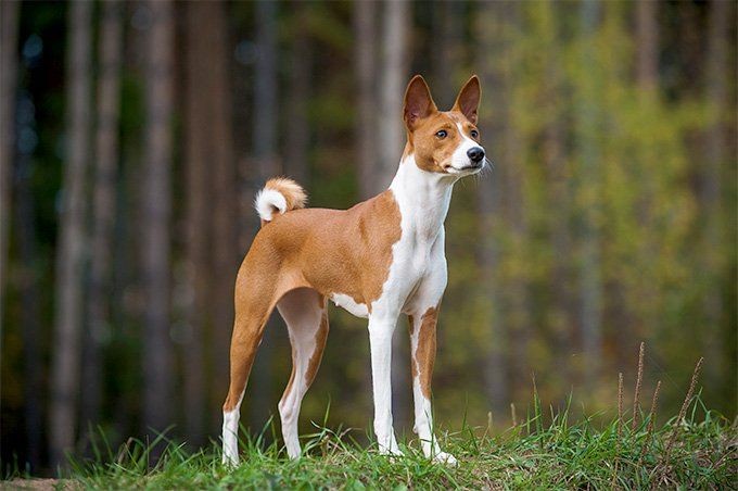 Gọi tên những giống chó độc đáo, kỳ dị nhất quả đất - Hình 3 Goi ten nhung giong cho doc dao, ky di nhat qua dat-Hinh-3