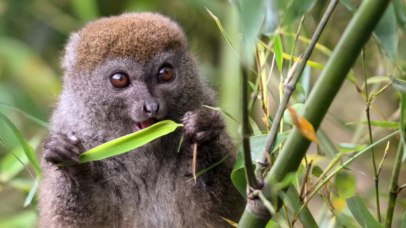 15 điều cực thú vị ít người biết về các loài vượn cáo Madagascar - Hình 10 15 dieu cuc thu vi it nguoi biet ve cac loai vuon cao Madagascar-Hinh-10