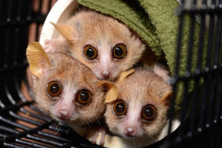 15 điều cực thú vị ít người biết về các loài vượn cáo Madagascar - Hình 11 15 dieu cuc thu vi it nguoi biet ve cac loai vuon cao Madagascar-Hinh-11