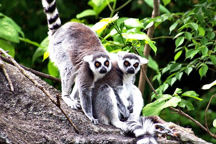 15 điều cực thú vị ít người biết về các loài vượn cáo Madagascar - Hình 12 15 dieu cuc thu vi it nguoi biet ve cac loai vuon cao Madagascar-Hinh-12