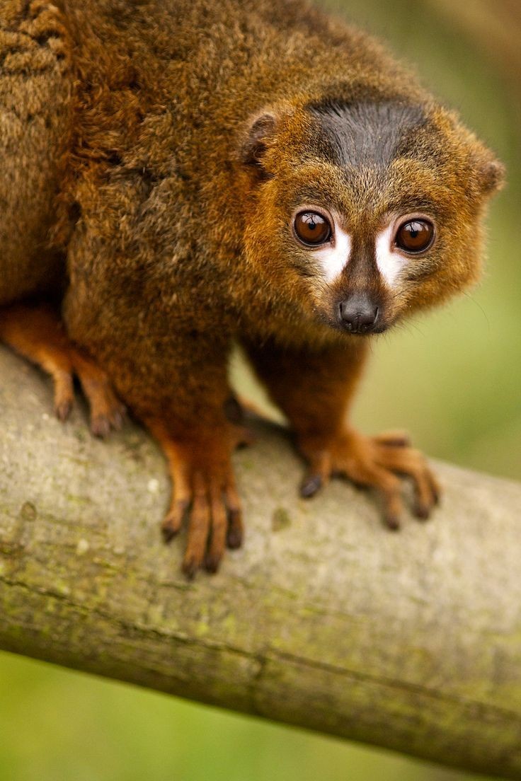 15 điều cực thú vị ít người biết về các loài vượn cáo Madagascar - Hình 13 15 dieu cuc thu vi it nguoi biet ve cac loai vuon cao Madagascar-Hinh-13