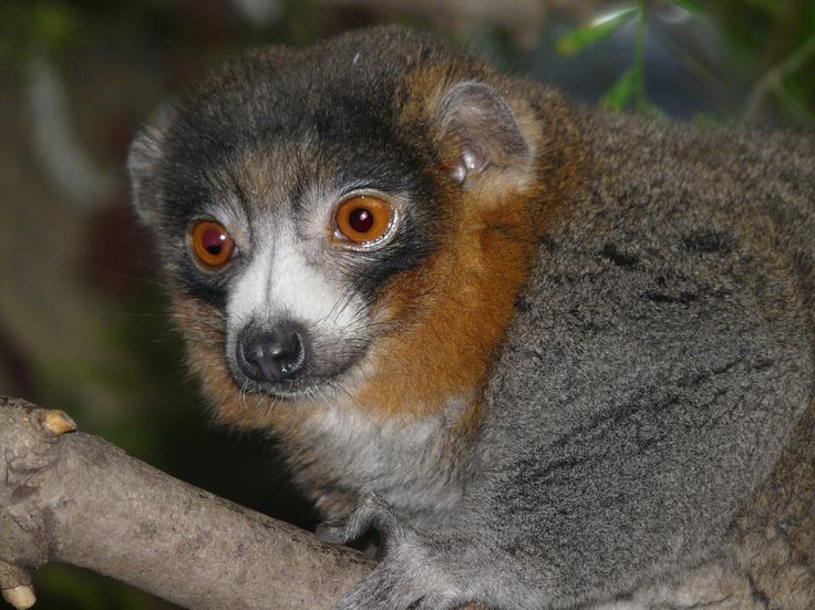 15 điều cực thú vị ít người biết về các loài vượn cáo Madagascar - Hình 14 15 dieu cuc thu vi it nguoi biet ve cac loai vuon cao Madagascar-Hinh-14