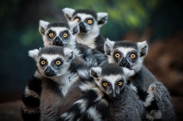 15 điều cực thú vị ít người biết về các loài vượn cáo Madagascar - Hình 15 15 dieu cuc thu vi it nguoi biet ve cac loai vuon cao Madagascar-Hinh-15