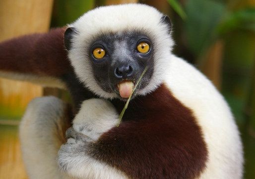 15 điều cực thú vị ít người biết về các loài vượn cáo Madagascar - Hình 2 15 dieu cuc thu vi it nguoi biet ve cac loai vuon cao Madagascar-Hinh-2