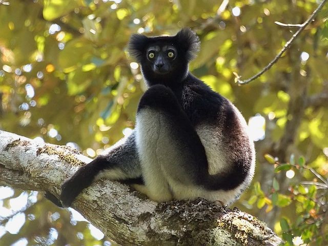 15 điều cực thú vị ít người biết về các loài vượn cáo Madagascar - Hình 4 15 dieu cuc thu vi it nguoi biet ve cac loai vuon cao Madagascar-Hinh-4